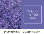 Color of the Year 2022 Very Peri. Creative design for trendy color illustration. Beautiful image of Lavender flowers.