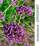 Small photo of Temecula USA - 09 04 2023: A flowering purple top vervain at Chapin Winery