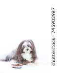 Small photo of A dog is skeptical about his new food on a white isolated vertical background with text area. Cautious eater. Finicky eater.