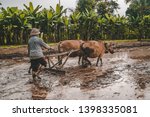 Farmer With Oxcart In Rice...