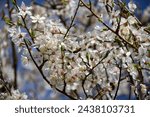 Small photo of Tulln, Austria - 03 13 2024: The countless flowers on the flowering bushes scattered across the city offer a lush offering for insects