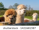 Funny Looking White Alpacas At...