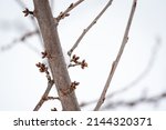 Buds and snow. early spring and ...