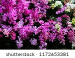 Floral Background. Phalaenopsis ...