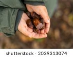 Large acorns in a child's hands in autumn, close up. Collecting natural materials outdoors  for crafting with children.