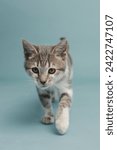 Small photo of A cute gray and white kitten adopted and on a light blue studio background ready to pounce