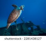 Small photo of Hawksbill turtle (Eretmochelys imbricate) on the wreck of the Carib Cargo off the Dutch Caribbean island of Sint Maarten