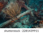 Small photo of Old 18th century anchor lies on the reef at the Proselyte dive site off the Dutch Caribbean island of Sint Maarten