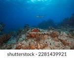 Small photo of Caribbean reef shark patrols the reef above an 18th century anchor at the Proselyte dive site off the Dutch Caribbean island of Sint Maarten