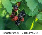Blackberry Berries. Ripe And...
