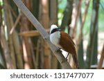 Small photo of Garrulous chinensis in natural thailand