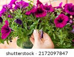 Small photo of Pinch or cut away limp petunia flowers before they start seeding to encourage regrowth. Gardening hack concept.