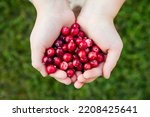 Above view of child hands holding pile of fresh red cranberries known as Vaccinium oxycoccos or marshberry picked from marsh. Healthy snack full of vitamins.
