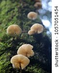 Small photo of white mushrooms grow on the thunk of tree covered with moss in humid tropical forest