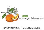orange blossom  neroli vector... | Shutterstock .eps vector #2068292681