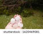 Fallen tree and hands holding large hailstones after severe hailstorm in Sydney, Australia