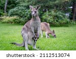 Mother Kangaroo With Baby...