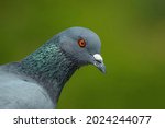Indian Pigeon Or Rock Dove  ...