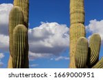Close Up Of Saguaro Cactus With ...