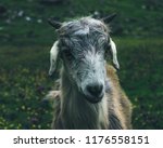 A Goat Giving A Mysterious Look