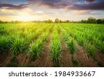 Small photo of Agriculture, Sugarcane field at sunset. sugarcane is a grass of poaceae family. it taste sweet and good for health. Sugar cane plant tree in countryside for food industry or renewable bioenergy power.