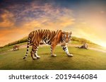 Herd Of Great Tiger Male In The ...