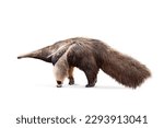 Giant anteater isolated on...