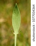 Small photo of Rumex acetosella, Allergens Plants