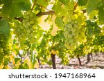 closeup of ripe Sauvignon Blanc grapes hanging on vine in vineyard at harvest time
