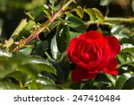 Detail Of Red Rose In Bloom