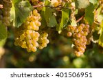Ripe Chardonnay Grapes On Vine