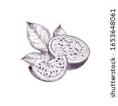 hand drawn passion fruit. set... | Shutterstock .eps vector #1653648061