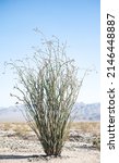 Small photo of Ocotillo in Joshua Tree national park. Also known as coachwhip or candlewood or even vine cactus, exploding out of the desert with hills in the background.