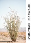 Small photo of Ocotillo exploding from the desert in Joshua Tree national park. Also known as coachwhip or candlewood or even vine cactus, exploding out of the desert with mountains in the background.