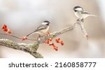 Two Black Capped Chickadees On...