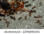 Small photo of Pheidole nodus, a myrmicine ant.