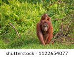 Mother Orangutan  Orang Utan ...
