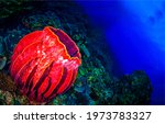 Red sea sponge underwater. sea...