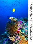 Small photo of Underwater coral fish vertical scene. Yellow coral fish in underwater scene. Beautiful underwater coral. Coral fish underwater