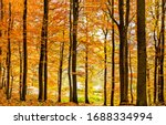 View Of Autumn Tree Forest