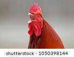 Domestic Fowl  Rooster  Captive ...
