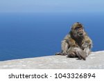 Barbary Macaques Of Gibraltar...