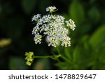 Aegopodium. The most well-known member is the Aegopodium podagraria, the ground elder also known as snow-on-the-mountain, Bishop's weed, goutweed, native to Europe and Asia.