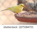 Small photo of Canary bird inside cage feeding and perch on wooden sticks and wires. Serinus canaria, canaries, island canary, canary, or common canaries birds inside huge cage as captive pet in Spain.