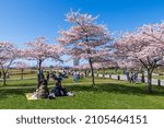 Small photo of Richmond, BC, Canada - April 5 2021 : People having a picnic in the Garry Point Park in springtime, enjoying cherry blossom flowers in full bloom.