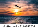 Seagull Bird Flight Sunset...