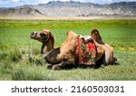 Camel resting on the grass in...