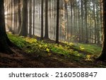 Sunbeams in deep forest in morning. Forest sunbeams. Sunbeams in woodland. Sunbeams in forest background