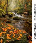 Small photo of Fallen autumn leaves by a forest river creeks. Autumn river creeks