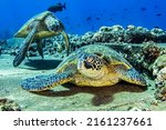 Sea Turtles In The Underwater...